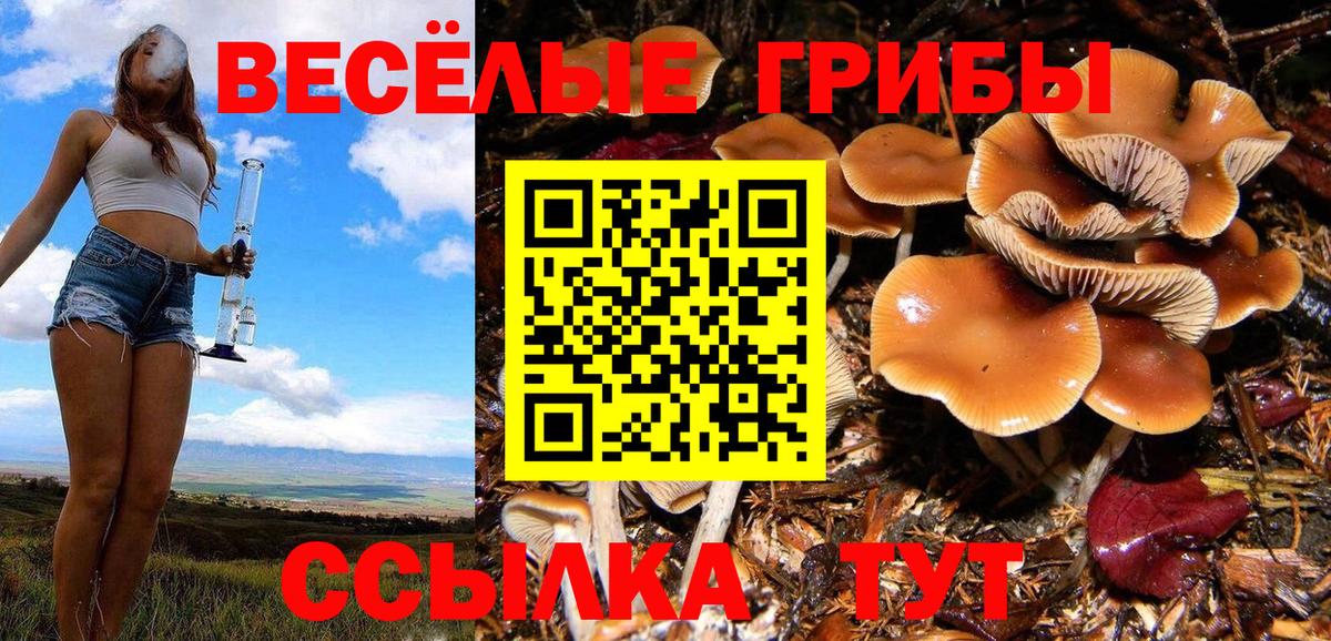 Рязань  Галлюциногенные грибы Cubensis  Вход с VPN 